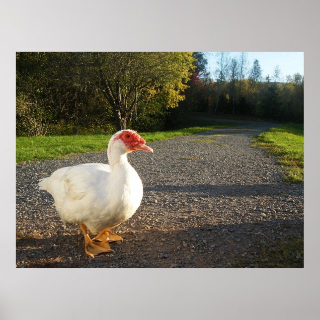 Männliche Muscovy Duck Poster (Vorne)