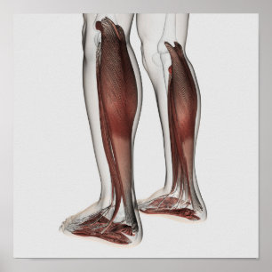 Männliche Muskel-Anatomie der menschlichen Beine, Poster