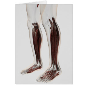 Männliche Muskelanatomie der menschlichen Beine, V