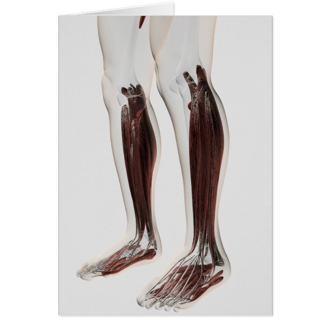 Männliche Muskelanatomie der menschlichen Beine, V (Vorne)