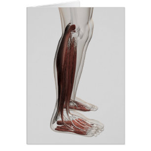 Männliche Muskelanatomie der menschlichen Beine, V