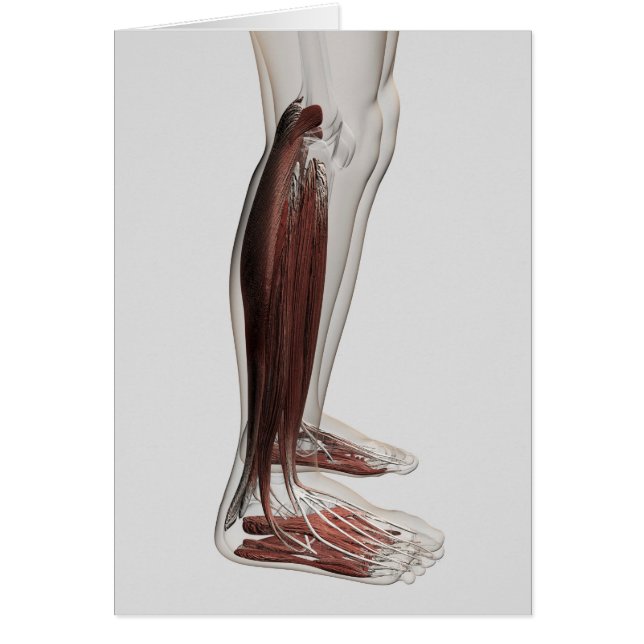 Männliche Muskelanatomie der menschlichen Beine, V (Vorne)