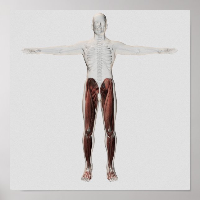Männliche Muskelanatomie der menschlichen Beine, V Poster (Vorne)
