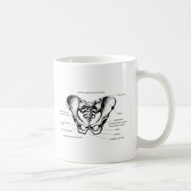 Männliche Pelvis-Details Tasse (Rechts)