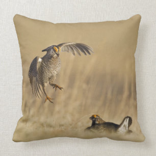 Männliche Prärie-Hühner am Lee im Loup-Landkreis Kissen