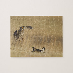 Männliche Prärie-Hühner am Lee im Loup-Landkreis Puzzle