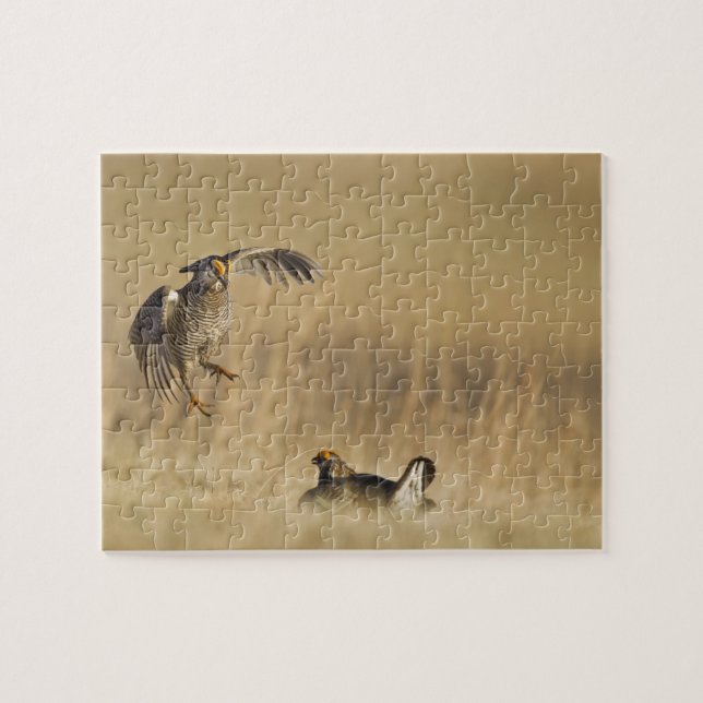 Männliche Prärie-Hühner am Lee im Loup-Landkreis Puzzle (Horizontal)