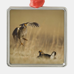 Männliche Prärie-Hühner am Lee im Loup-Landkreis Silbernes Ornament