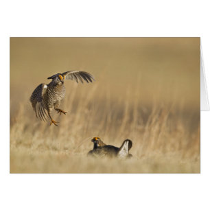 Männliche Präriehühner beim Lek in Loup County