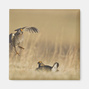 Männliche Präriehühner beim Lek in Loup County Magnet