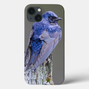Männliche Purpurwaldsänger-Nistplatz über dem Lake iPhone 13 Hülle