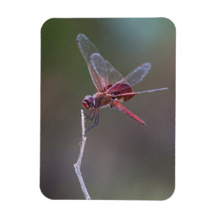 Männliche Red Saddlebags Dragonfly Magnet