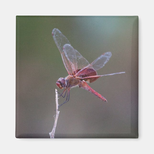 Männliche Red Saddlebags Dragonfly Magnet (Vorne)