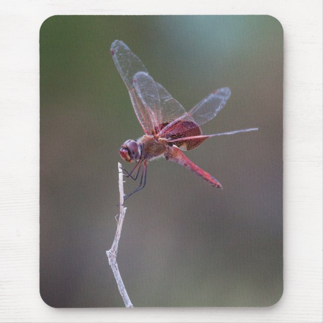 Männliche Red Saddlebags Dragonfly Mousepad (Vorne)