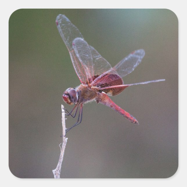 Männliche Red Saddlebags Dragonfly Quadratischer Aufkleber (Vorderseite)
