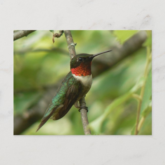 Männliche rubingewurzelte Hummingbird Postcard. Postkarte (Vorderseite)