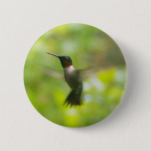 Männliche Ruby Throat Hummingbird Button