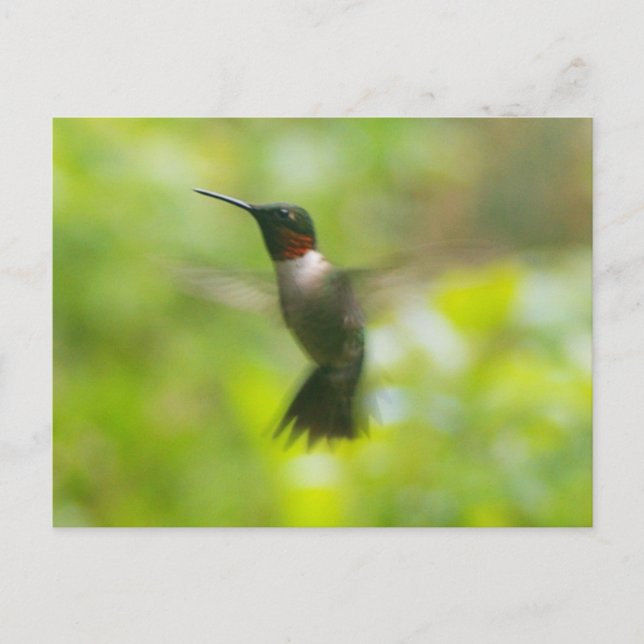 Männliche Ruby Throat Hummingbird Postkarte (Vorderseite)