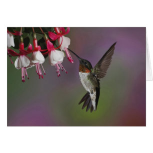 Männliche Ruby throated Hummingbird, Archilochus