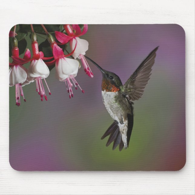 Männliche Ruby throated Hummingbird, Archilochus Mousepad (Vorne)