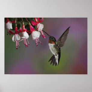 Männliche Ruby throated Hummingbird, Archilochus Poster