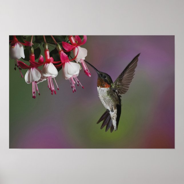 Männliche Ruby throated Hummingbird, Archilochus Poster (Vorne)