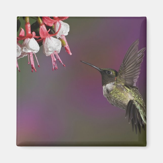 Männliche Ruby thropogene Hummingbird Magnet (Vorne)