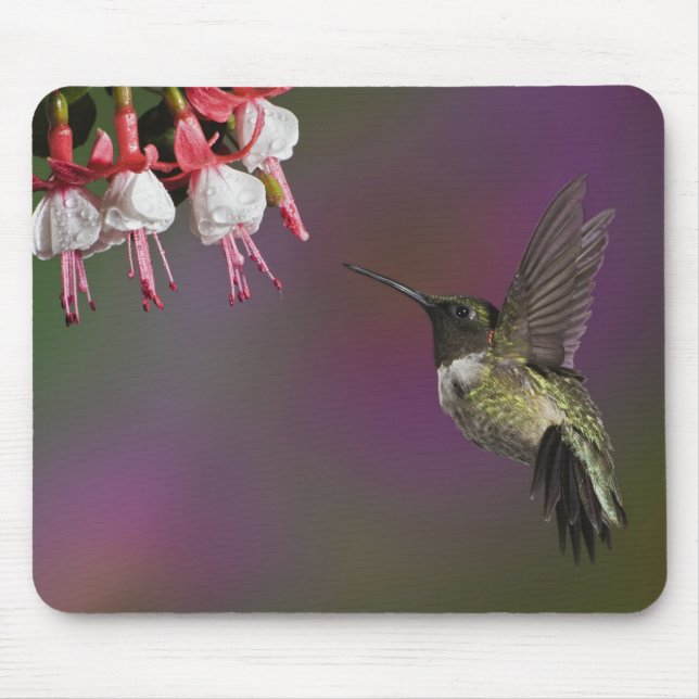 Männliche Ruby thropogene Hummingbird Mousepad (Vorne)