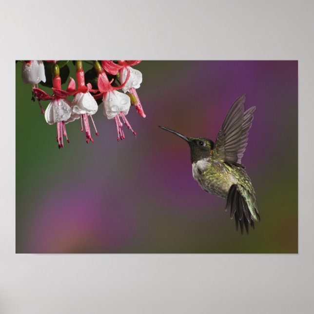 Männliche Ruby thropogene Hummingbird Poster (Vorne)