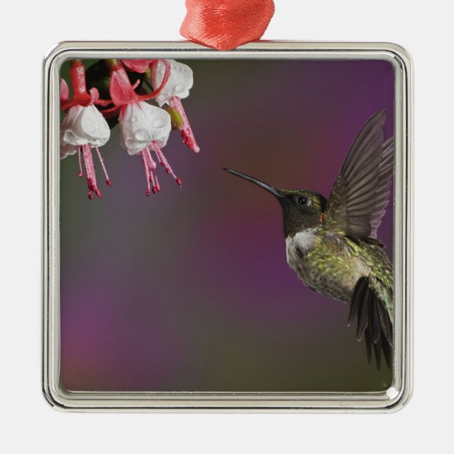 Männliche Ruby thropogene Hummingbird Silbernes Ornament (Vorne)