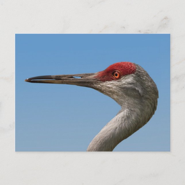 Männliche Sandhill Crane Postcard Postkarte (Vorderseite)