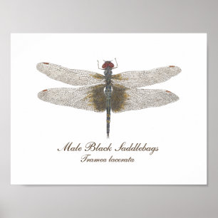 Männliche schwarze Saddlebags Dragonfly-Aquarell Poster