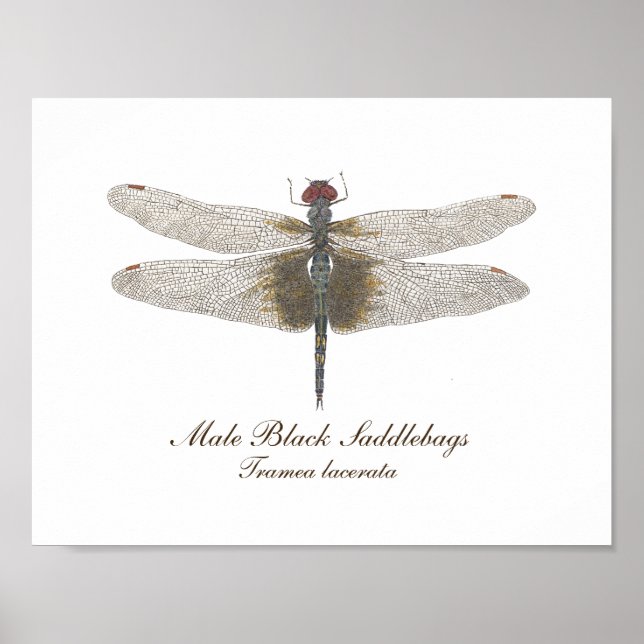 Männliche schwarze Saddlebags Dragonfly-Aquarell Poster (Vorne)