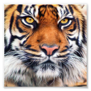 Männliche sibirischer Tiger-Farben-Fotografie Fotodruck