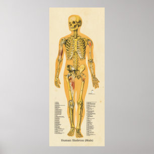 Männliche Skelettanatomie Poster