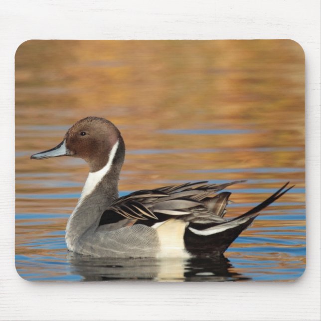 Männliche Spießente Mousepad (Vorne)