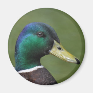 Männliche Stockenten-Ente Magnet