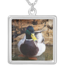 Männliche Stockenten-Ente