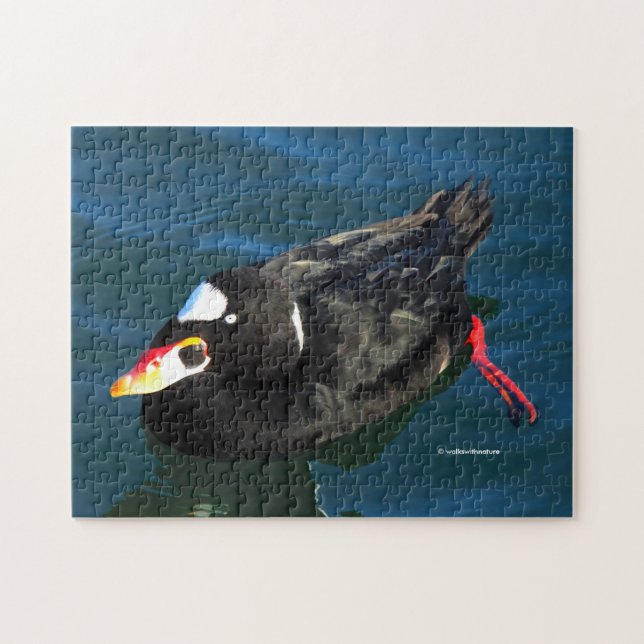Männliche Surf Scoter Ente am Pier Puzzle (Horizontal)