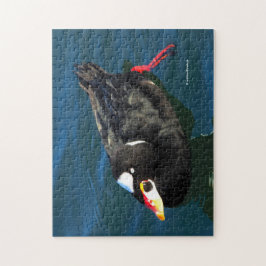 Männliche Surf Scoter Ente am Pier Puzzle