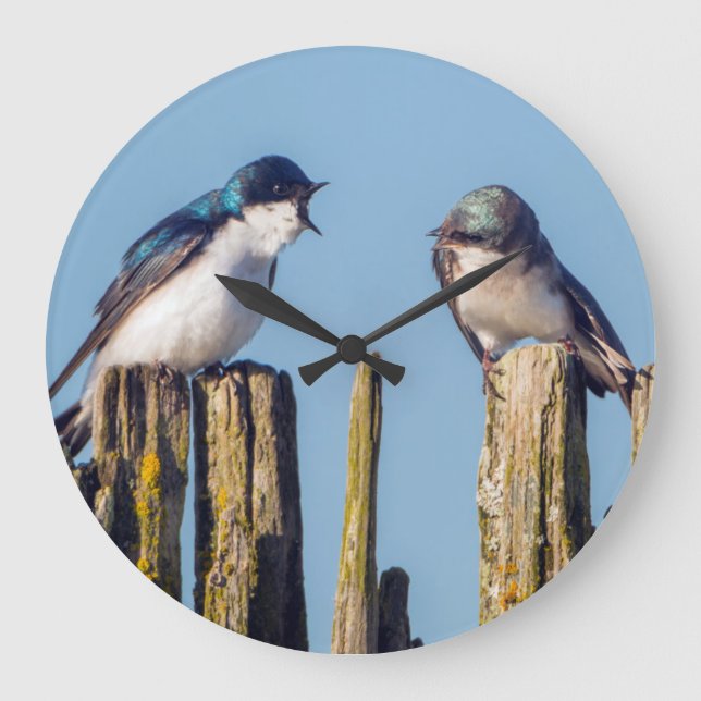Männliche und weibliche Baum-Schwalbe Große Wanduhr (Vorderseite)