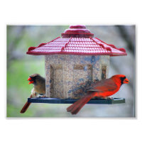 Männliche und weibliche Kardinäle in der Vogelzufü