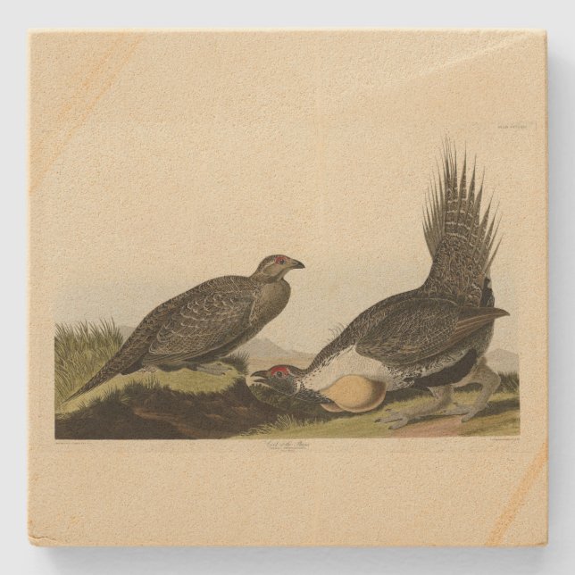 (Männliche Vögel) der Ebenen Audubon Vögel von Ame Steinuntersetzer (Vorderseite)