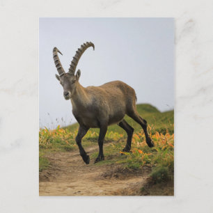 Männliche wilde Alpen, Capra ibex oder steinbock Postkarte