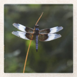 Männliche Witwe Skimmer Dragonfly Glasuntersetzer