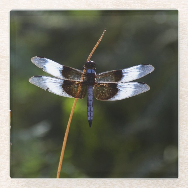 Männliche Witwe Skimmer Dragonfly Glasuntersetzer (Vorderseite)