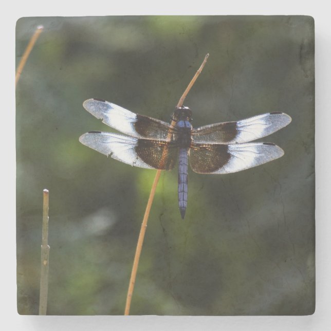 Männliche Witwe Skimmer Dragonfly Steinuntersetzer (Vorderseite)