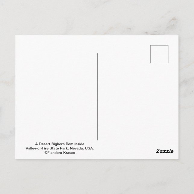 Männliche Wüstenbighornschaf - III Postkarte (Rückseite)