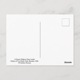 Männliche Wüstenbighornschaf - III Postkarte