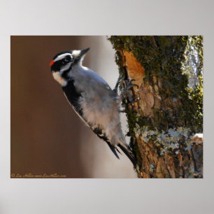 Männlicher Aby Woodpecker auf Baumposter Poster